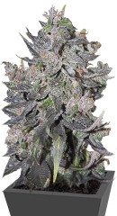 Blue Mystic Automatic (Blueberry Auto) fem (Nirvana Seeds)