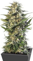 Buddha Kraken fem (Buddha Seeds)