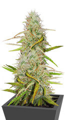 Girl Scout Cookies Auto fem (Nirvana Seeds)