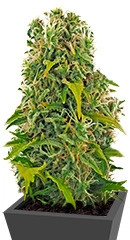 High Density Auto fem (Heavyweight Seeds)