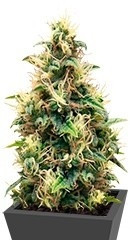 Somango XL fem (RQS)