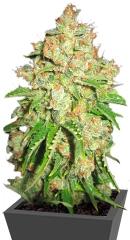 Autoflowering White Russian #1 fem (Serious Seeds)