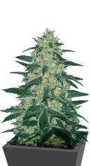 Pakistan Valley Reg (World Of Seeds)