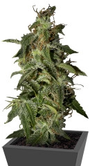 Afgooey fem (Strain Hunters)