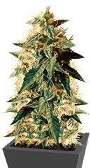 AK-49 Auto Fem (Vision Seeds)