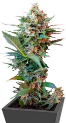 Big Devil XL Auto fem (Sweet Seeds)