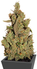 CBD Critical Cure fem (Barney's Farm)