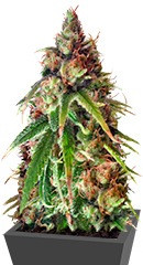 Ganj-nam Style fem (Dr. Krippling Seeds)