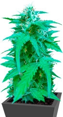 Купить семена конопли Pineapple Express auto мини