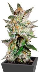 Star 47 fem (World of Seeds)