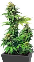 Akorn (Snowbud) fem (TH Seeds)