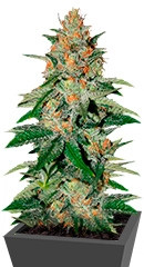 Delicious Candy fem (Delicious Seeds)