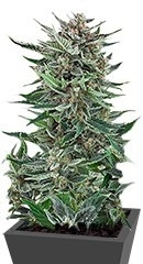 Easy Bud Auto fem (RQS)