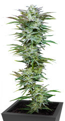 Jelly Donutz Auto fem (Humboldt Seed Company)