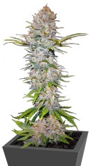 Jock Horror fem (Nirvana Seeds) семена конопли