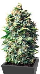 Pineapple Kush fem (RQS)