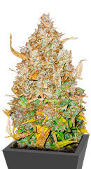 GMO Auto fem (Barney's Farm)