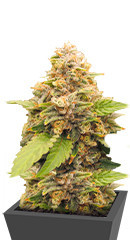 Lord Kush Early Version fem (Delicious Seeds) семена конопли