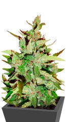 Stress Killer Automatic CBD fem (RQS)