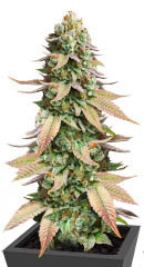 #9 Pound Hammer Fast fem (High Speed ​​Buds)