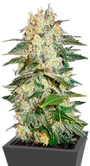 Afghan Kush Ryder Auto fem (World of Seeds)