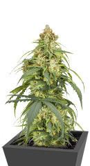 Auto CBD-Victory fem (Dutch Passion) семена конопли