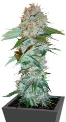 Big Bud regular (Sensi Seeds)