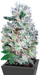 Bubble Gum regular (Serious Seeds)