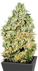 Critical fem (Bulk Seed Bank)