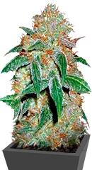 Dark Domina fem (Bulk Seed Bank)