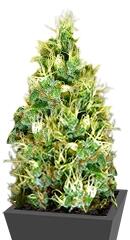 Double Dutch regular (Serious Seeds)