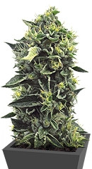 OG Kush fem (Humboldt Seeds)