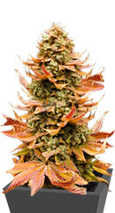 Watermelon Zkittlez fem (Barney's Farm)