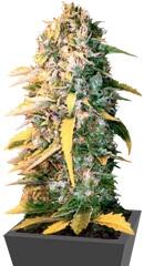 Auto White Widow fem (Bulk Seed Bank)