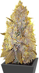 White Caramel Cookie fem (Sumo Seeds)