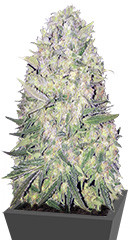 White Widow Original regular (Sumo Seeds)