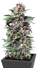 Alpujarrena fem (Pyramid Seeds)
