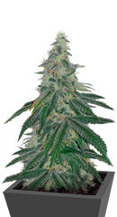 Bubba Slush fem (Green House Seeds) семена конопли