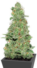 Crazy Miss Hyde Auto fem (Samsara Seeds)