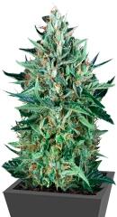 Cold Greek Kush regular (TH Seeds)