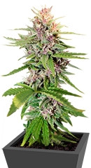 Hollands Hope fem (Dutch Passion)