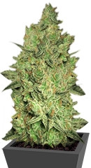 Jacky White fem (Paradise Seeds)