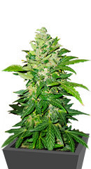 Moscow Blueberry Auto fem (Kalashnikov Seeds)