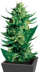 Night Queen fem (Dutch Passion)