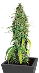 Northern Lights #5 X Haze regular (Sensi Seeds)