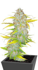 Original Auto AK fem (FastBuds)