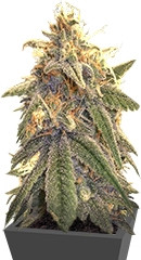 Peppermint Kush fem (Barney's Farm)