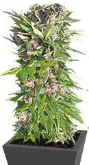 Red Purps fem (Female Seeds)