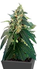 Snow Storm #2 fem (Dutch Passion)