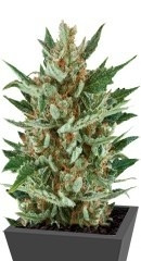 Speedy Chile (Fast Flowering) fem (RQS)